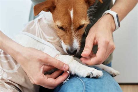 Internação para cachorro 